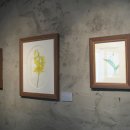 우리 꽃 세밀화 이미지