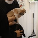 몽모드펫 이미지