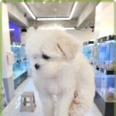 로얄펫 강아지분양 고양이분양 전주본점 네이버블로그