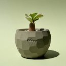꾸리팜