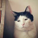 오.빵 타이어 이미지