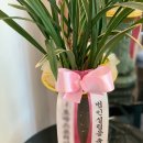 법인플레르