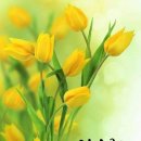 법정스님의 좋은 글, 박성진 칼럼니스트 평론, 이술방울2(박숙자), 나뭇잎 사랑 이미지