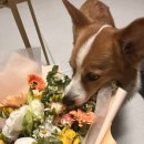 매일 꽃 이미지