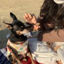 개슈(GAESHU) | 개슈 강아지 수제간식 후기 냠냐무!