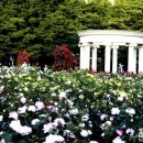 장미정원 이미지