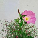 수경야채