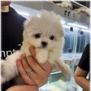 강아지분양 고양이분양 멍앤냥 수원점 이미지