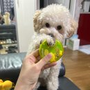 이차돌 응암오거리점 이미지