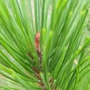 솔잎농장 이미지