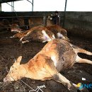 한우사육축사 이미지