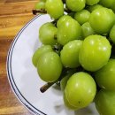 늘푸른농장 | 공주 착한농부들 늘푸른농원 농장직영 샤인머스켓 2kg 택배 주문 샤인 포도 구매후기 내돈내산