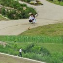 스윗 포레스트 이미지
