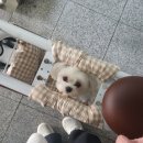 또오개 이미지