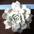 크로키아 이미지