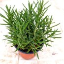 로즈마리 화원 이미지