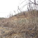 Re:자색돼지감자 효능, 먹는 법 이미지