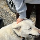 북면162 | 가평 대원사 강아지가 있는 휴식형 템플스테이 뚜벅이 추천