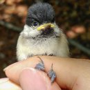 서울시 야생동물 구조관리센터 이미지