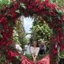 Cafe in Garden | 시드니 핫플 카페 | The Grounds of Alexandria 크리스마스 데코 후기