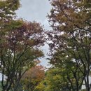 야은로-19 | 일상: 가을이실게요