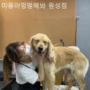 야옹아멍멍해봐(원성점) | 천안 강아지분양 야옹아멍멍해봐 원성점 행복한 동거의 아름다운 시작