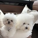 펫봉봉 | 2025 광주 펫쇼🐾 쁘띠봉봉의 간식천국 탐험기!