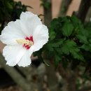 화성무궁화 이미지