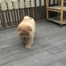 온차우