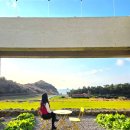 유채꽃향기처럼 | 제주 산방산 카페 유채꽃 가득한 소색채본 방문 후기