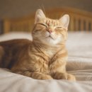 cat 3/4 이미지