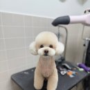베리굿동물병원 네이버블로그