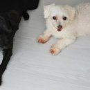 돈워리동물병원 이미지