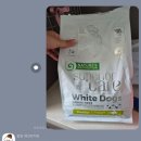 밤밤 애견유치원 | 마곡 애견유치원 / 밤밤애견유치원 / 첫 애견 유치원 내돈내산 후기