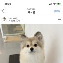 코지아지 이미지