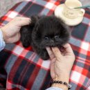 일산 강아지분양 스마트독 이미지