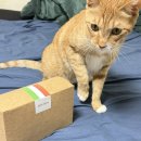 하이냥이 | 고양이 습식 사료 추천 알모네이쳐 HFC 하이에피타이징 4종 후기