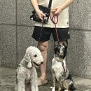 뽀그리멍 이미지