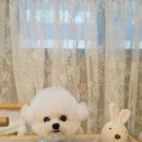 블루밍독 이미지