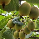 청해농장 이미지