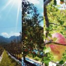 순이네농장 이미지