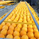 감나무골농장 이미지