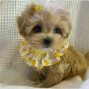 브리더독 | 부천강아지분양 아이러브독 부천점 책임분양 후기