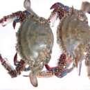 생선이야기 이미지