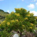 황금(노랑)회화나무 이미지