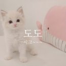 광주 고양이 분양 냥블리 광주점 | 광주 고양이분양 냥블리 광주점 프리미엄 고양이 분양샵