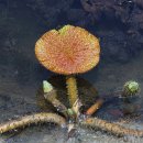 창녕 우포늪 가시연꽃, 대구수목원 빅토리아 연꽃 이미지