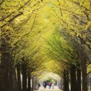 은행나무 이미지