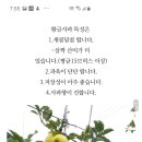 60회 김중석님 시나몬 골드 판매(일명;황금사과,황옥) 이미지