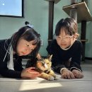 빛나냥 이미지